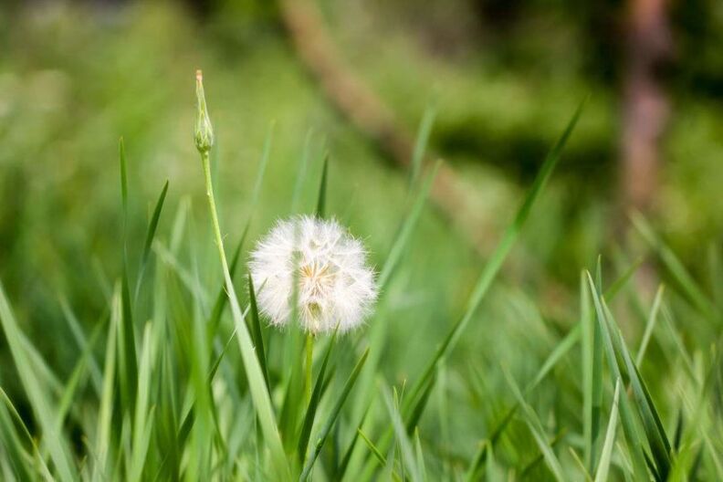 Dandelion - a popular remedy for varicose veins
